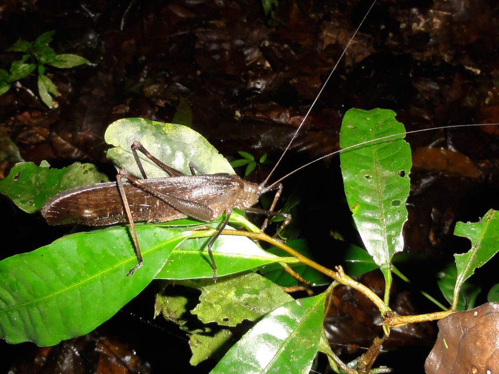 Grasshopper in the Amazon Jungle. Photo by Brandy Little