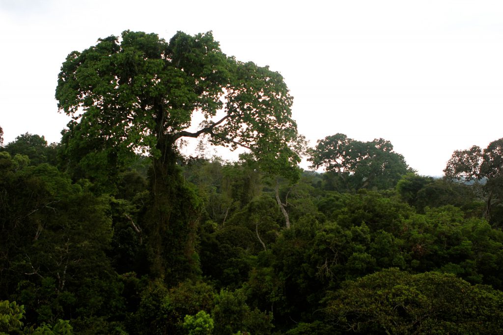 Amazon Jungle. Photo by Brandy Little.