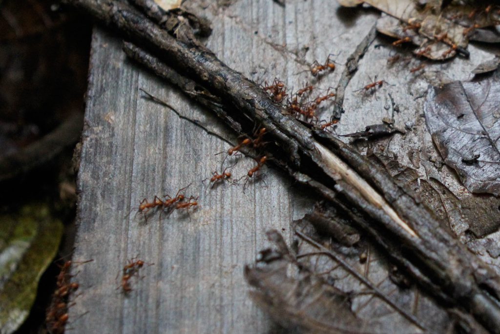 Ants in the Amazon Jungle. Photo by Brandy Little.