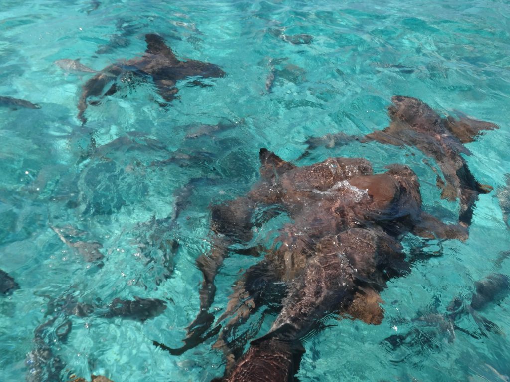 Sharks in the Caribbean Sea. Photo by Brandy Little.