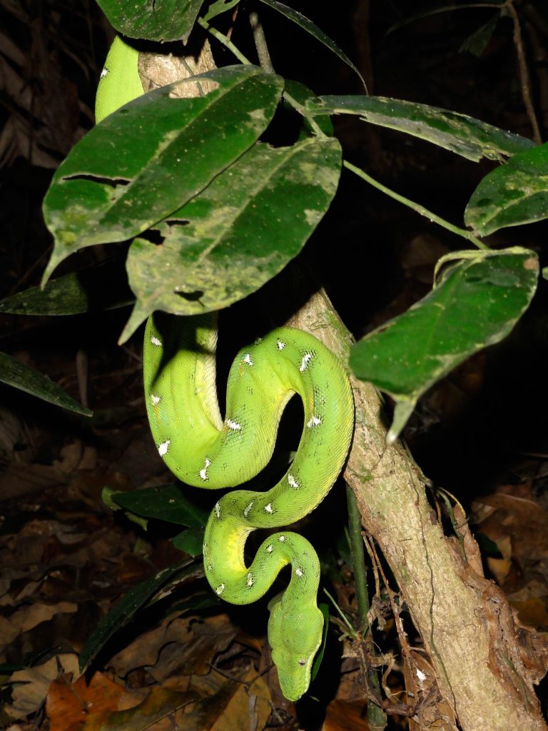 Boa Constrictor in the Amazon Jungle. Photo by Brandy Little.