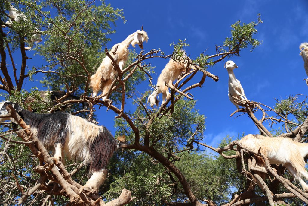 Goats in Trees in Morocco photo by Brandy Little