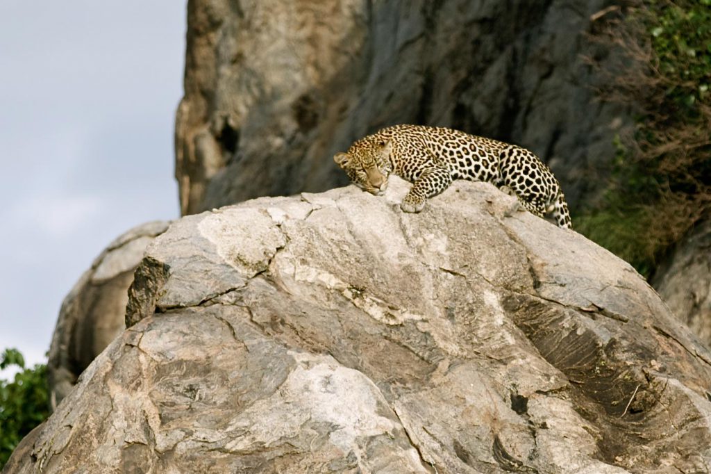 African Leopard, photo by Brandy Little