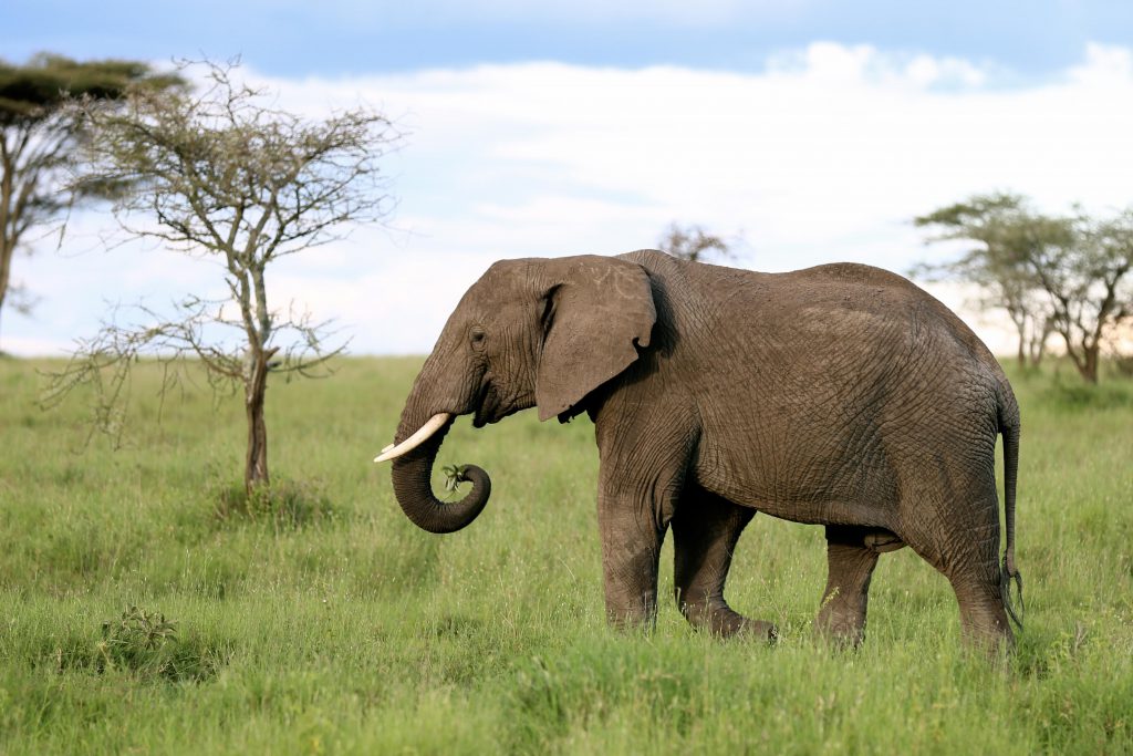 African Elephant, photo by Brandy Little