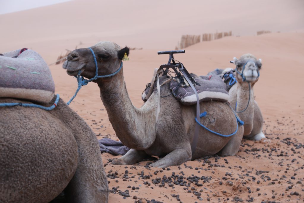 Apathy the camel in the Sahara desert photo by Brandy Little