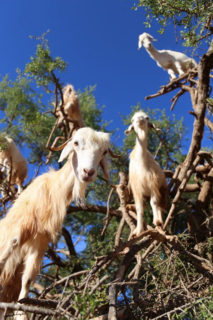 Goats in Trees in Morocco photo by Brandy Little