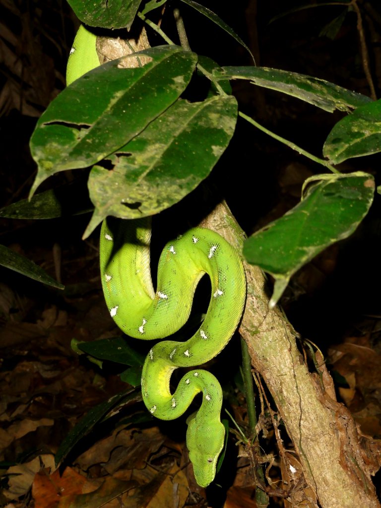 Snake in the Amazon Jungle photo by Brandy Little