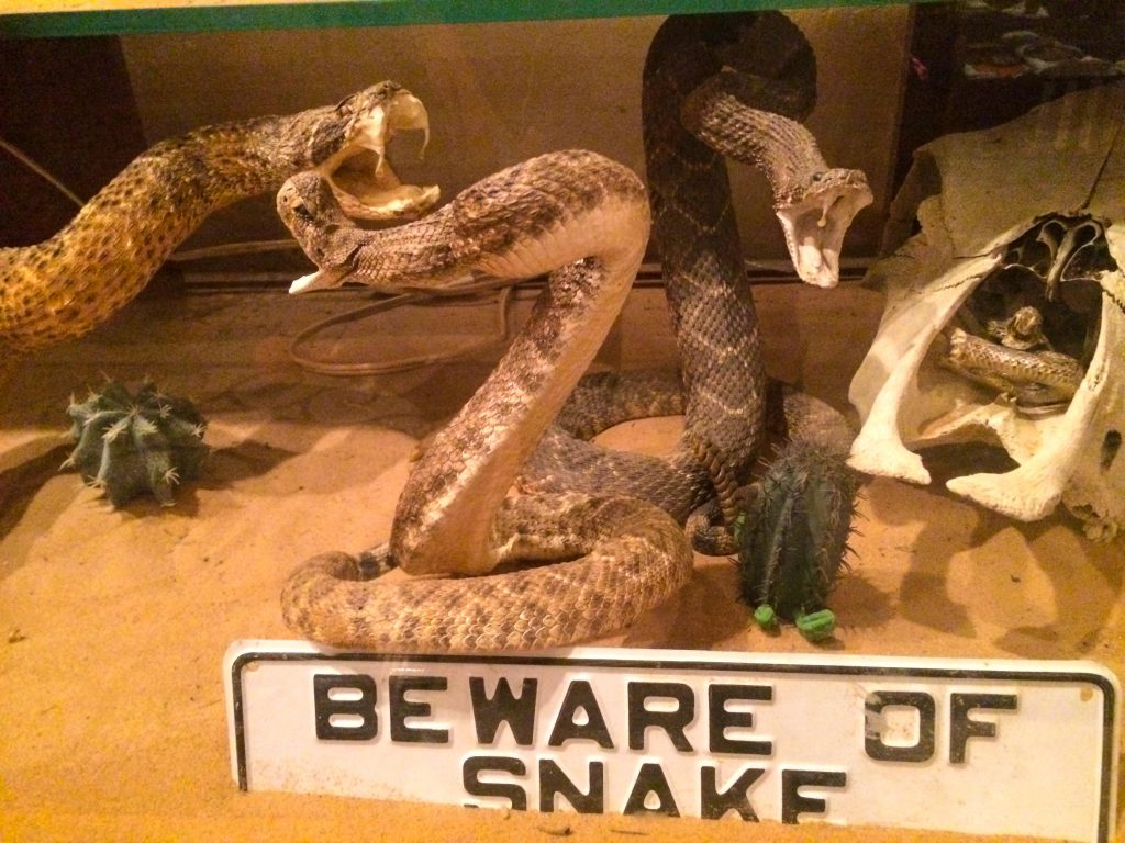 The American International Rattlesnake Museum photo by Brandy Little